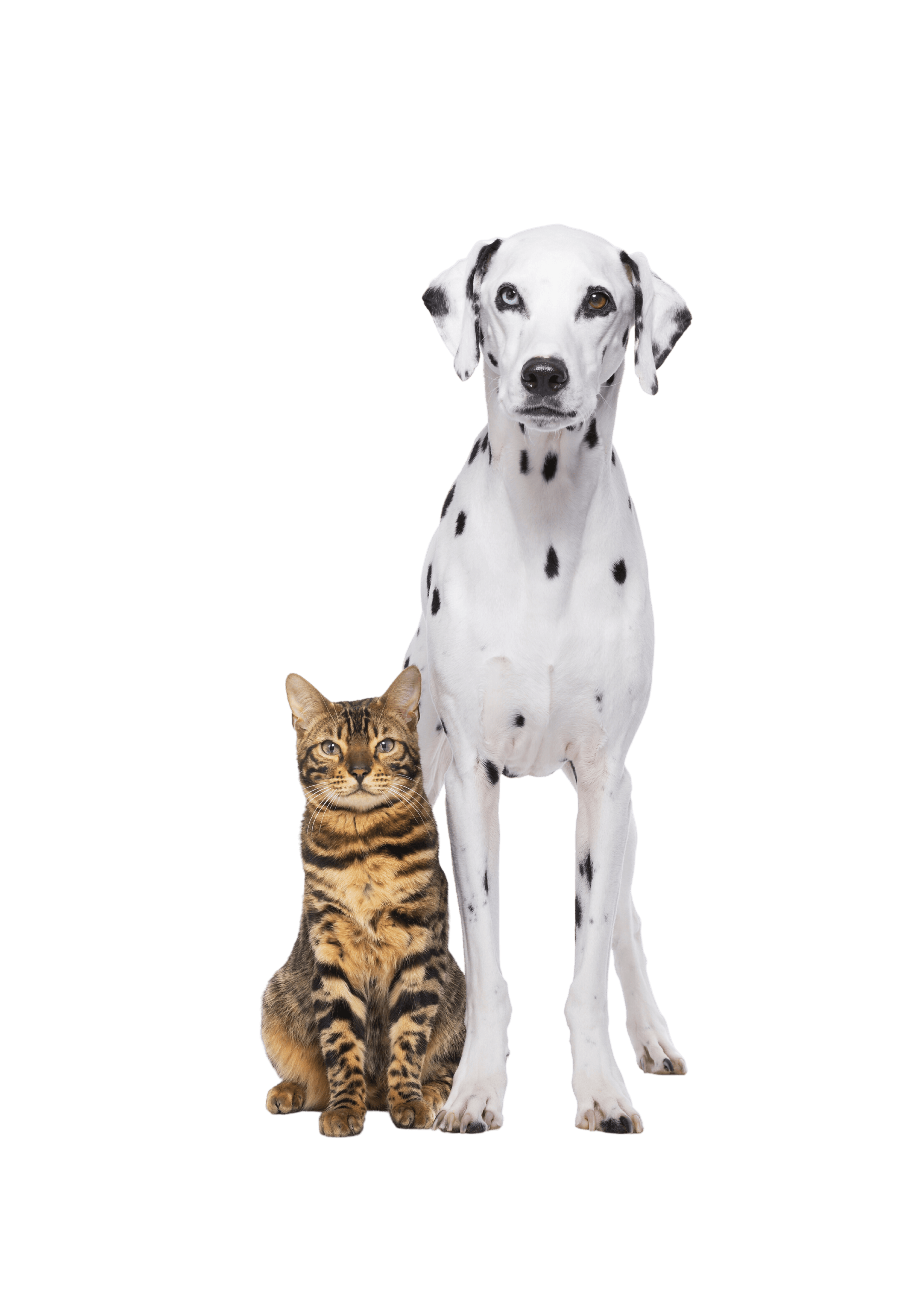 pet picture