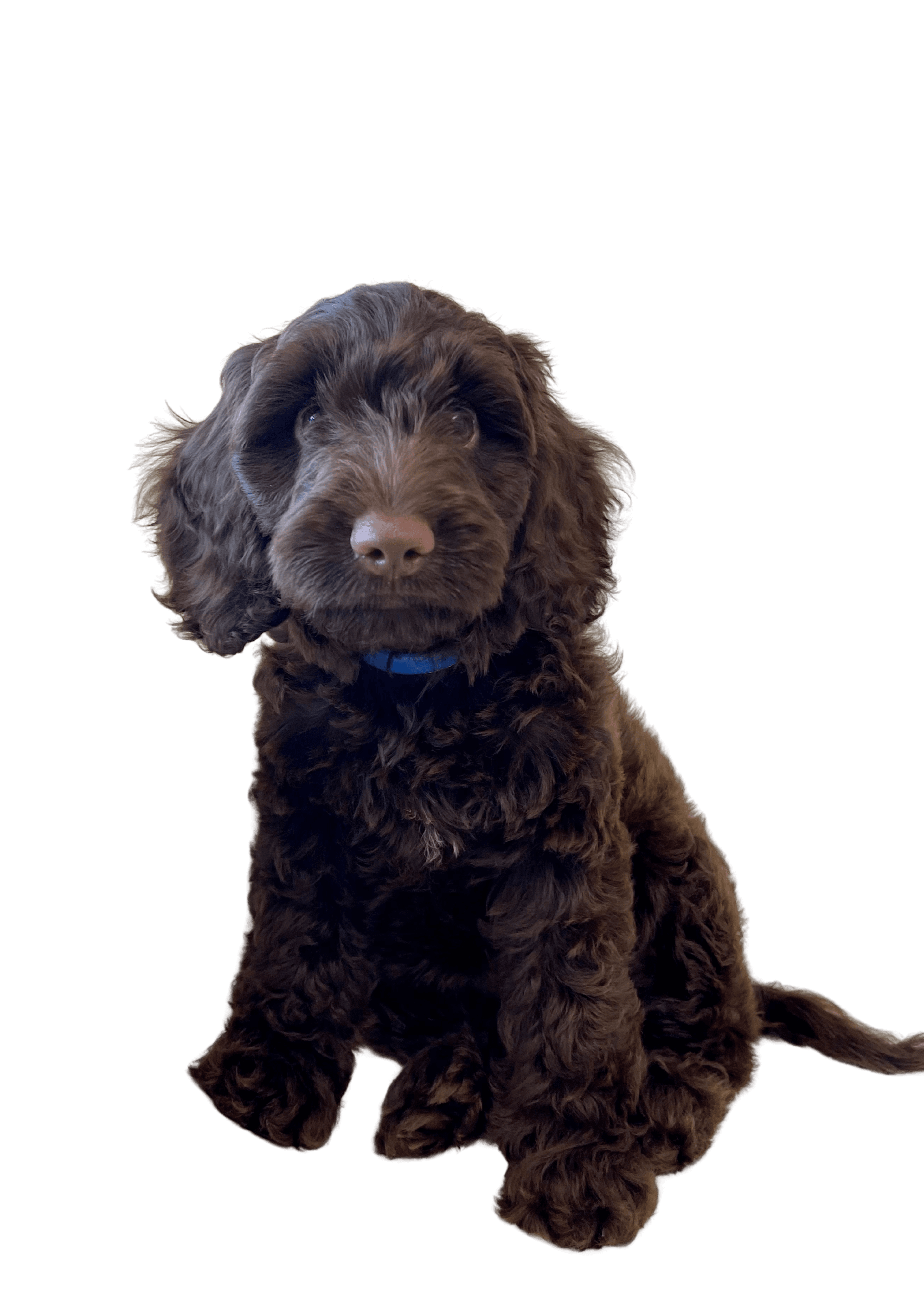 pet picture