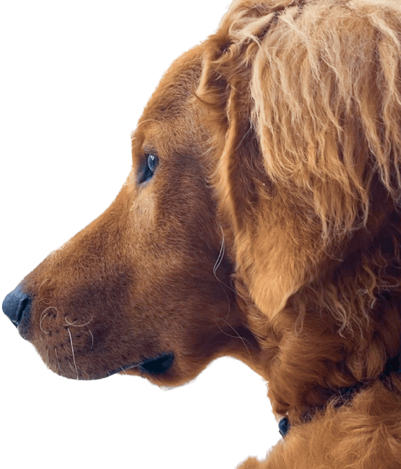 profile dog